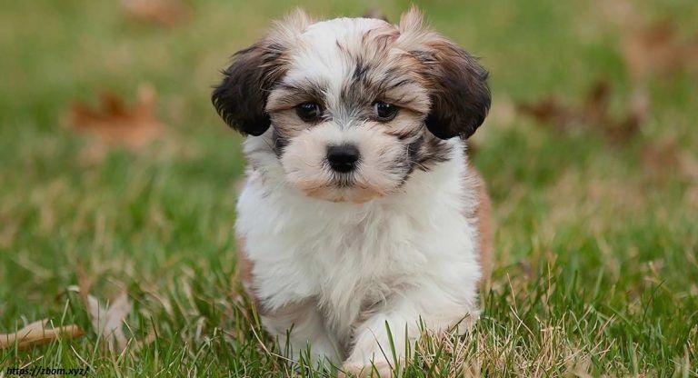 Bichon Frise and Shih Tzu Mix