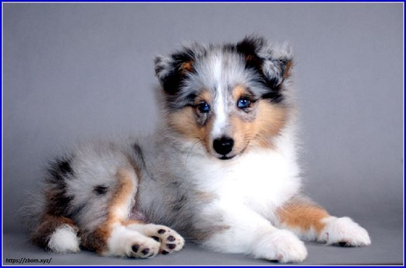 The stunning coat of the Blue Merle Shelties is among the first things you'll notice about it