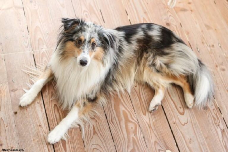 Blue Merle Shelties