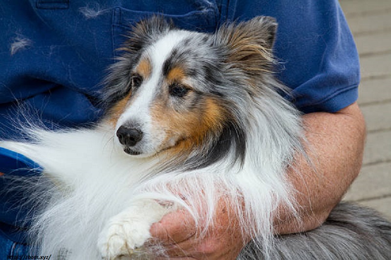 Merle Blue Shelties are excellent family pets
