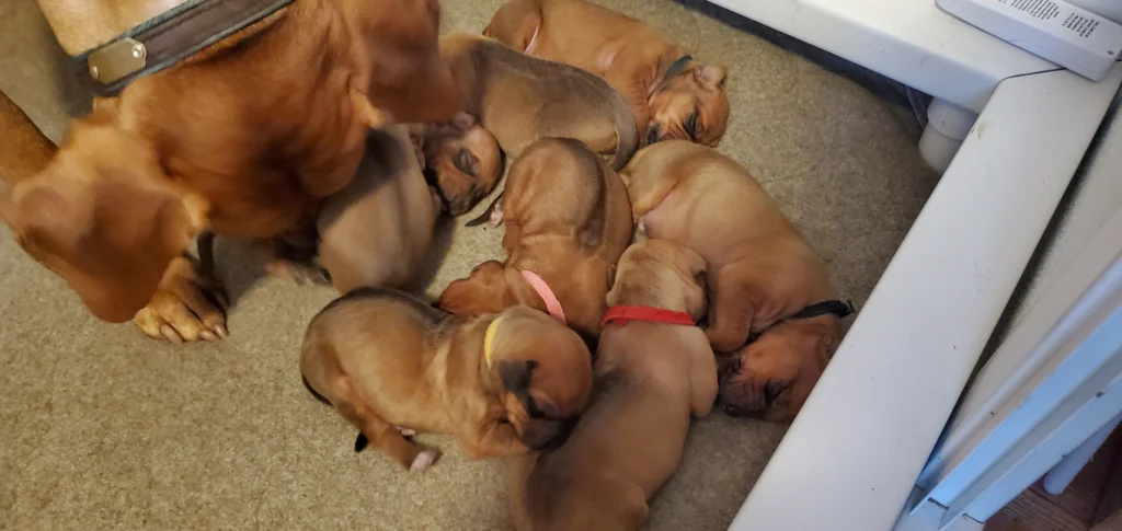 Rhodesian Ridgeback Puppy