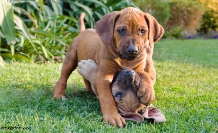 Rhodesian Ridgeback Puppy Playful