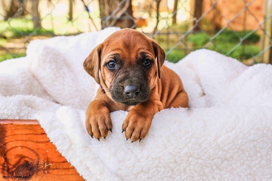 Rhodesian Ridgeback Puppy