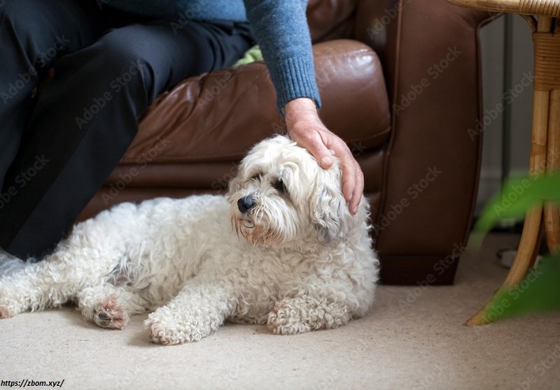 which makes them simple to teach. They like food, praise, and other forms of positive reinforcement