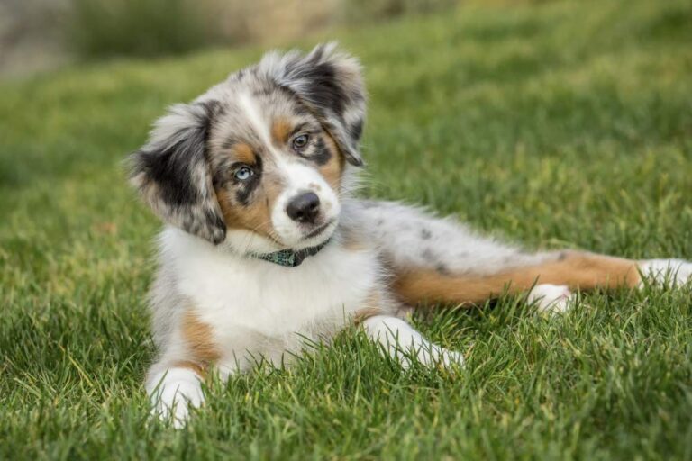 Red Merle Australian Shepherd Puppy (2025) – USA Buying Guide