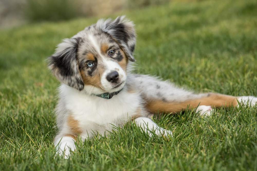 Red Merle Australian Shepherd Puppy (2025) – USA Buying Guide