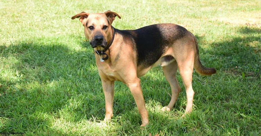 Physical therapy, vitamins to improve cartilage health, and pain and inflammatory drugs are some of the possible treatments for elbow dysplasia in veterinarians.