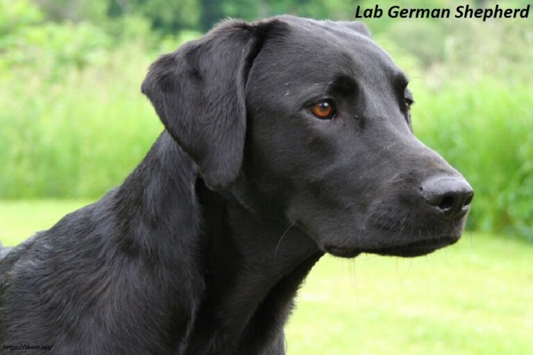 Lab German Shepherd