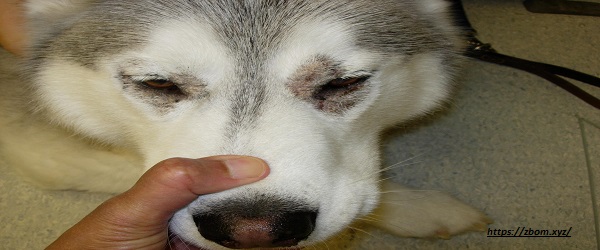 Zinc Deficiency (Zinc-Responsive Dermatosis)  of White Siberian huskies