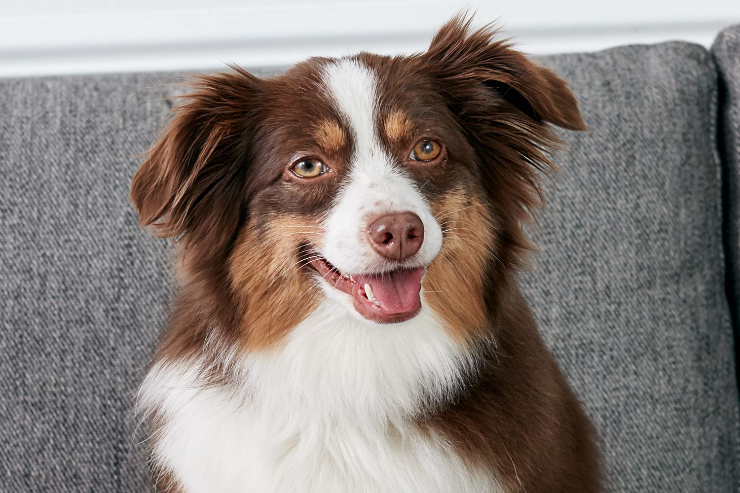 Aussie Breed Dog Guide (2025): Traits, Temperament, Care Tips & Best Places to Buy in the USA