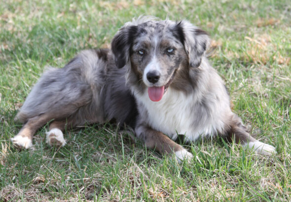 Blue_Merle_Miniature_American_Shepherd_in_Grass