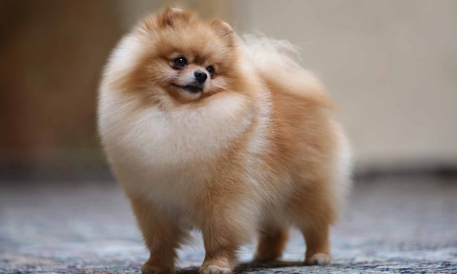 Pomeranian-e1534276935158