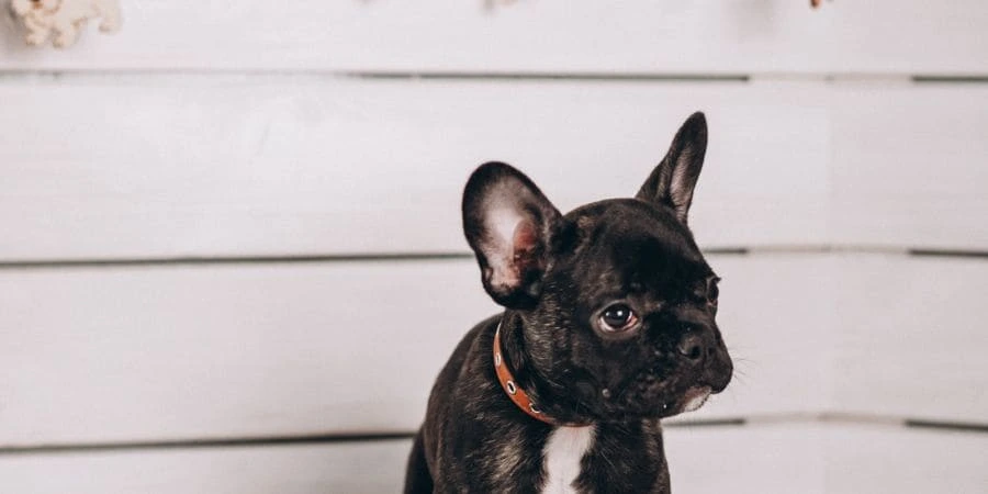 Misconceptions About French Bulldog Tails
