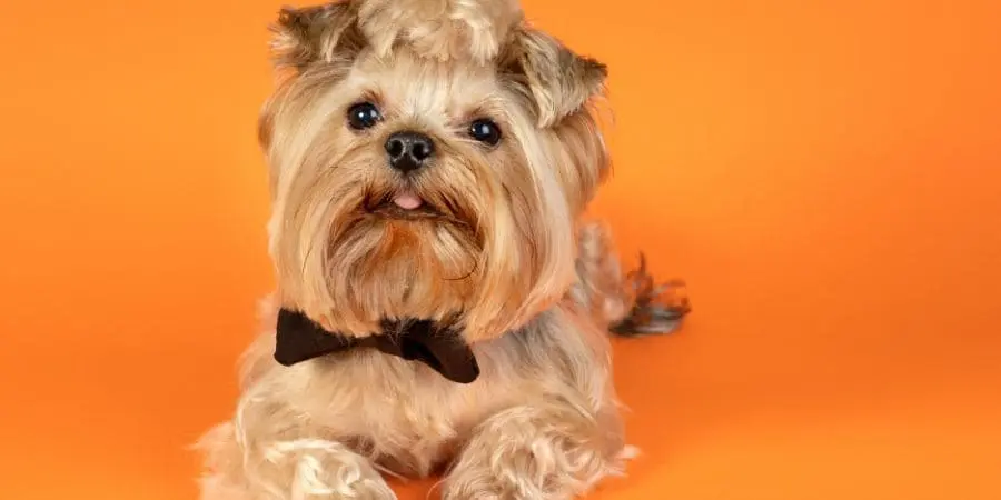 Are Fluffy Frenchies Purebred