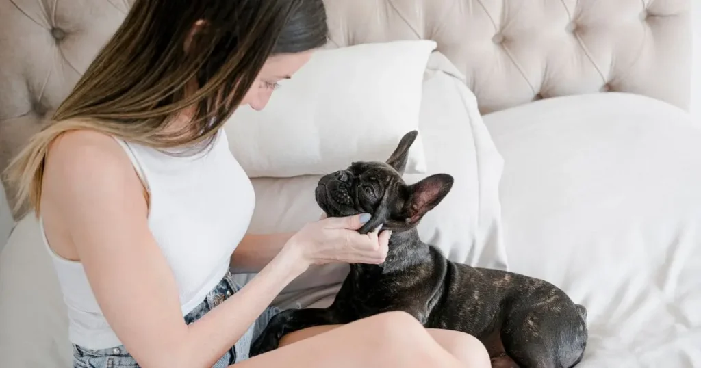 Are French Bulldogs aggressive with cats Are French Bulldogs aggressive with cats