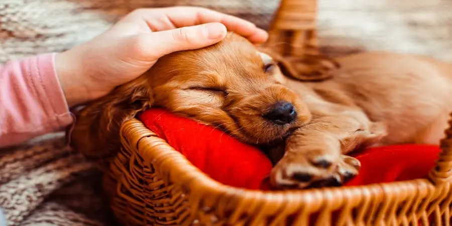 Care for Orphaned Puppies Care for Orphaned Puppies
