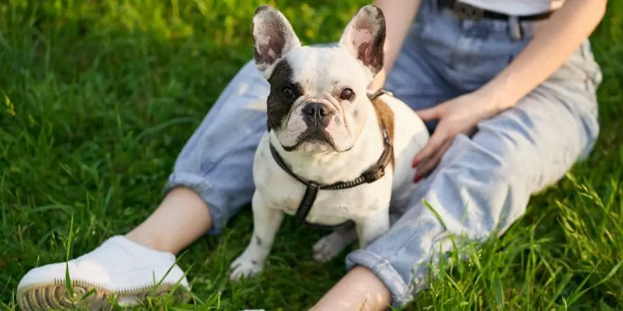 Caring for Your French Bulldog’s Tail