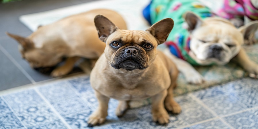 Selective focus shot of three French Bulldogs Common Signs of Pregnancy in French Bulldogs