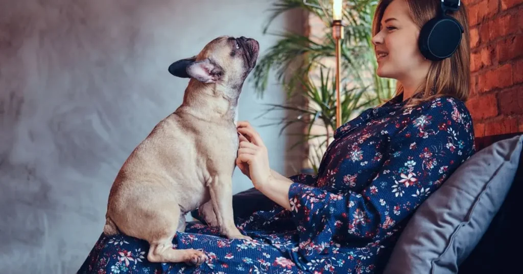 Common misconceptions about French Bulldogs and aggression Common misconceptions about French Bulldogs and aggression