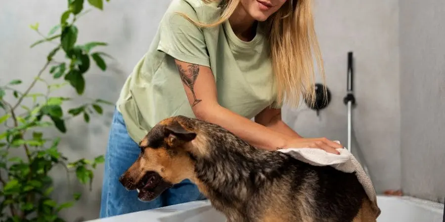 Daily and Weekly Grooming Routine Shiny Coat Daily and Weekly Grooming Routine for a Shiny Coat