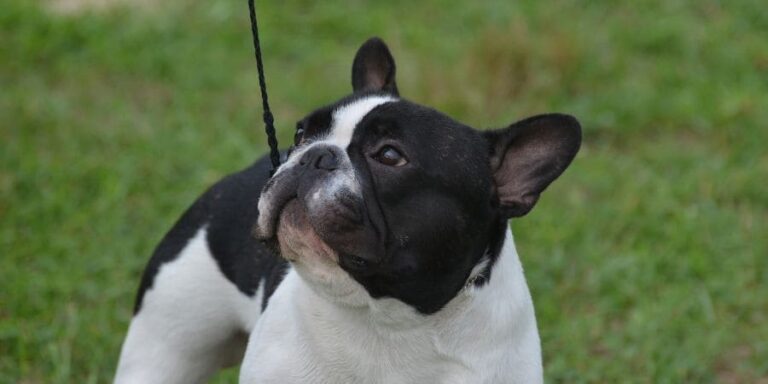 Do French Bulldogs have Tails