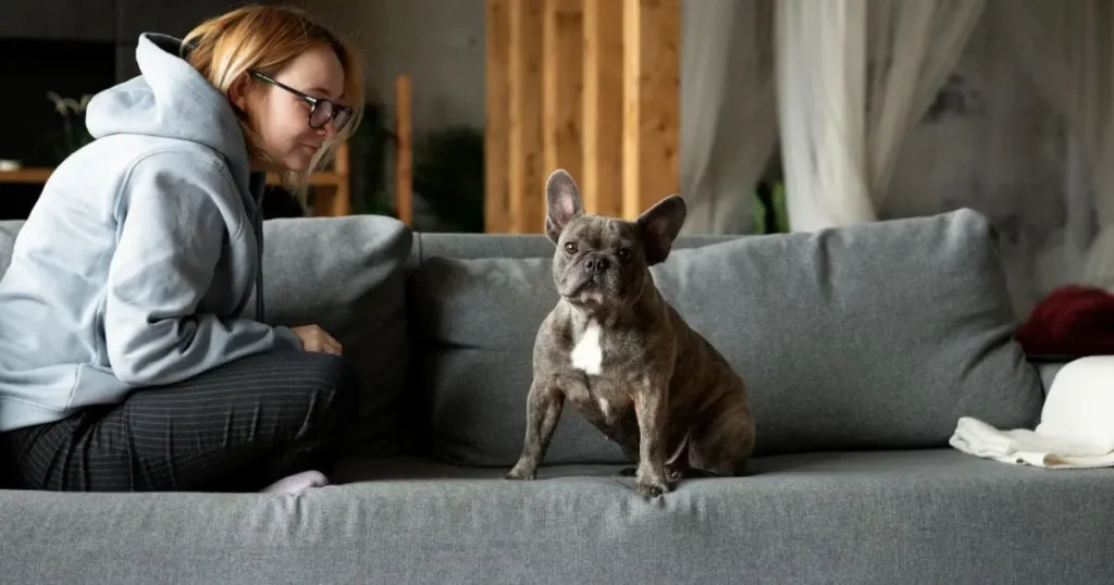 Do Frenchies Throw Up More Than Other Breeds Do Frenchies Throw Up More Than Other Breeds