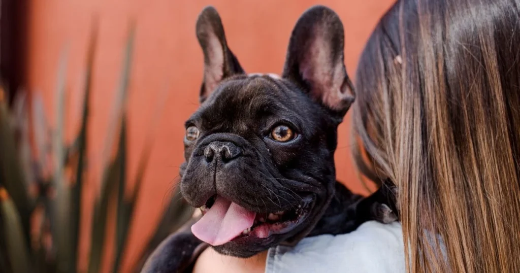 Does Having a Dry Nose Mean Your French Bulldog is Sick