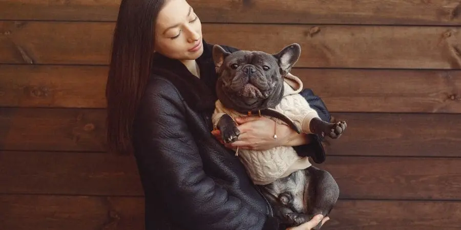 Fall in Love with Our French Bulldog Puppies Fall in Love with Our French Bulldog Puppies