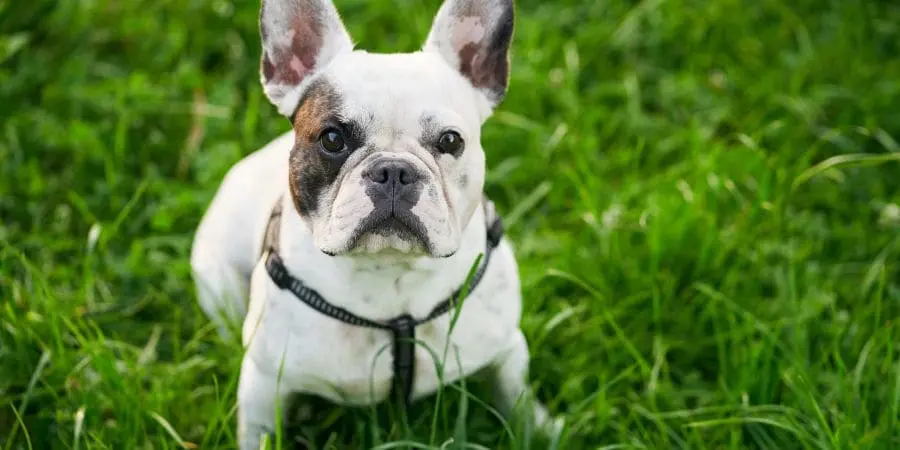 French Bulldog Life Expectancy French Bulldog Life Expectancy