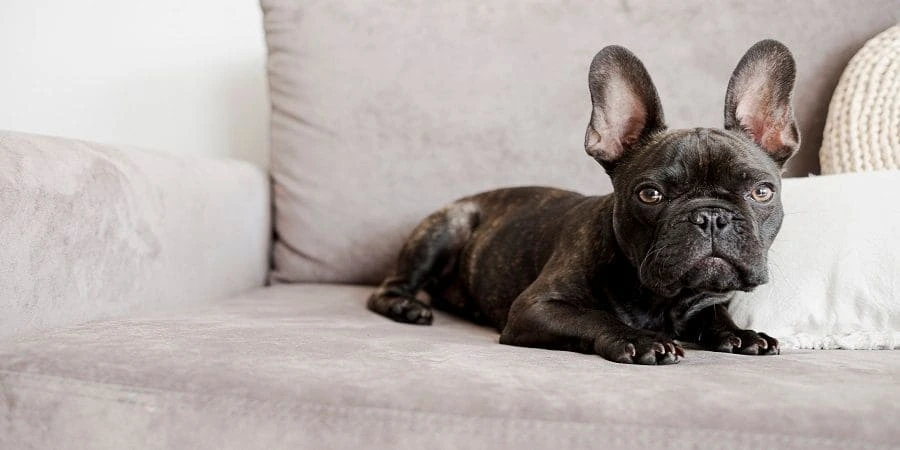 French Bulldog Price Overview French Bulldog Price Overview