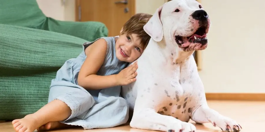 French Bulldogs Good with Kids & Other Pets French Bulldogs Good with Kids & Other Pets