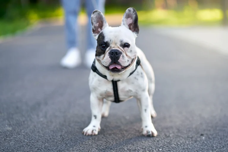 How I Got Started with Full Breed French Bulldog Price