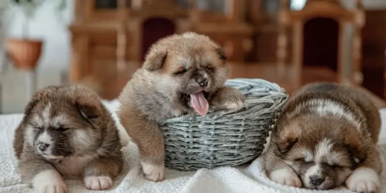 How Many Puppies do French Bulldogs Have