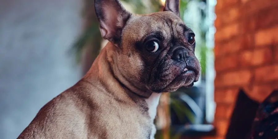 How Much Does a French Bulldog Cost How Much Does a French Bulldog Cost