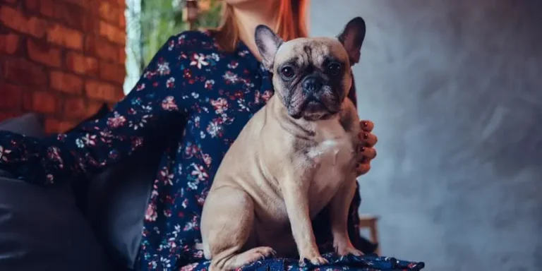 How Much are Fluffy French Bulldogs