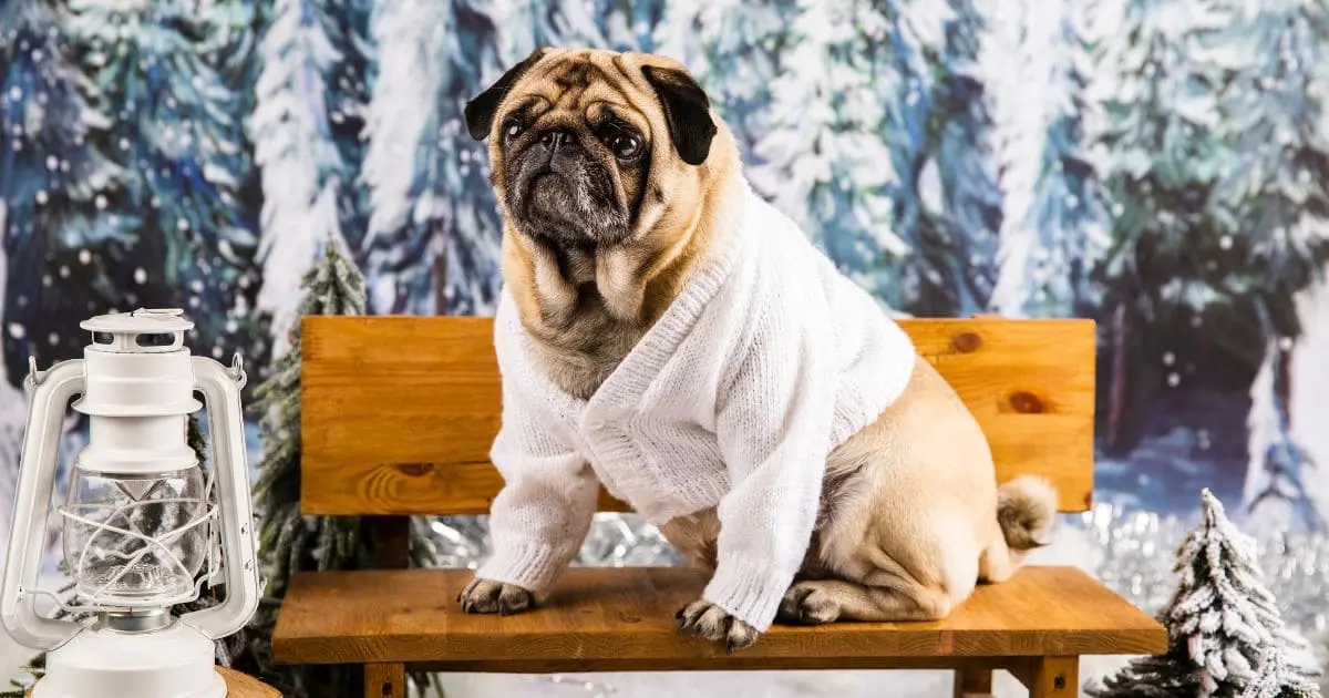 How To Cool Down A French Bulldog