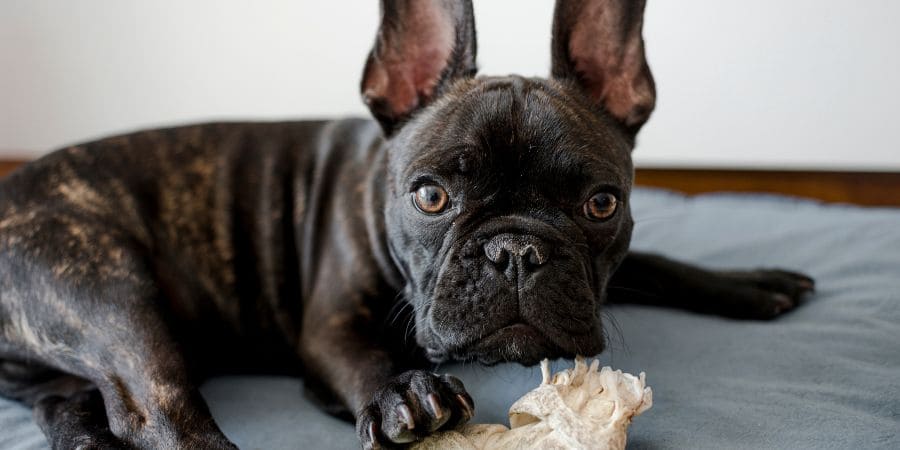 How To Determine Black French Bulldog Cost