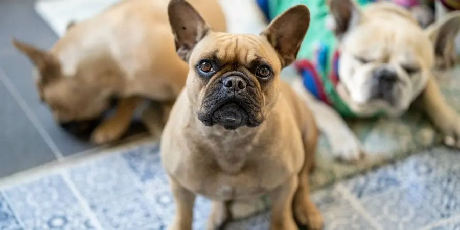 How to Find Reputable French Bulldog breeders Michigan