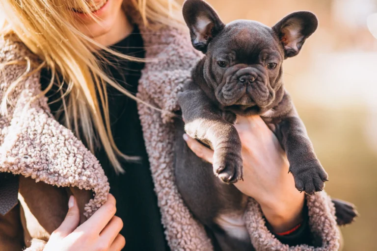 How to Identify Isabella Frenchie Color