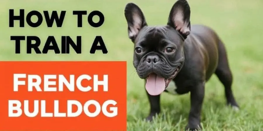 How to Train a French Bulldog How to Train a French Bulldog
