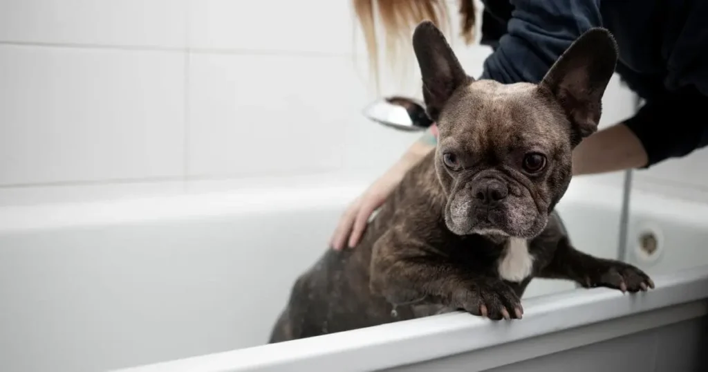 Is Shedding Normal for a French Bulldog Is Shedding Normal for a French Bulldog