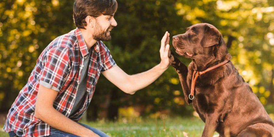 Positive Reinforcement Training for French Bulldogs Reward-Based Methods and Consistency