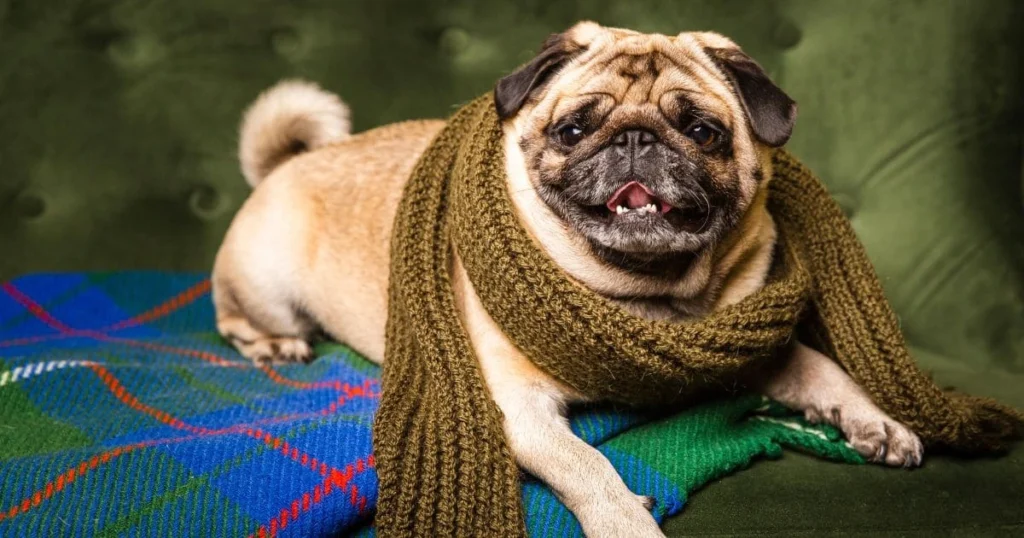 Seasonal Changes Spring Shedding and Fall Shedding