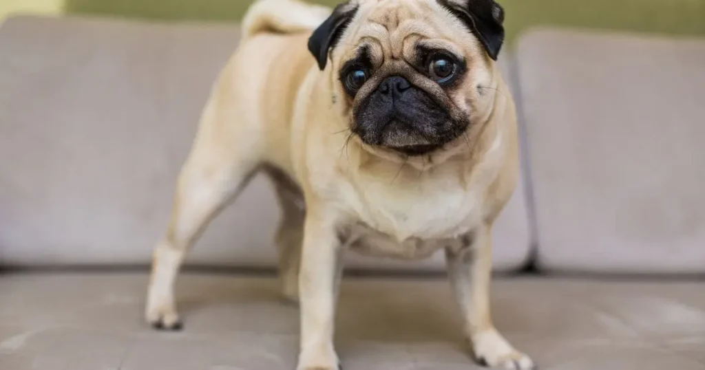 Signs of Excessive Shedding in French Bulldogs Signs of Excessive Shedding in French Bulldogs