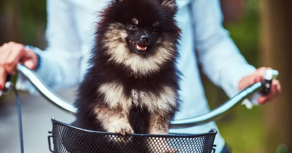 Solutions to Minimize Shedding and Manage Shedding Solutions to Minimize Shedding and Manage Shedding