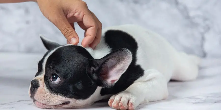 Symptoms and Warning Signs of French bulldog Allergie Symptoms and Warning Signs of French bulldog Allergie