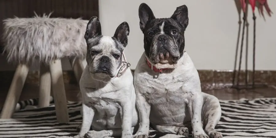 The Evolution of the French Bulldog Tail