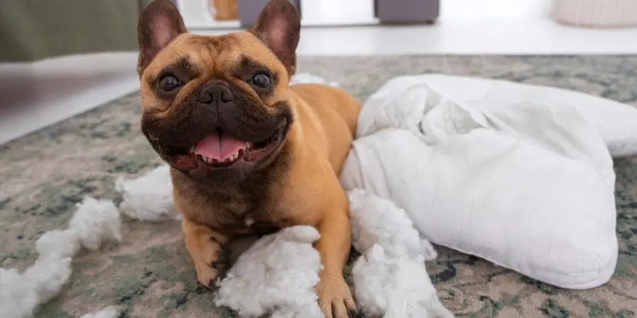 The Fascinating History of Fluffy French Bulldogs