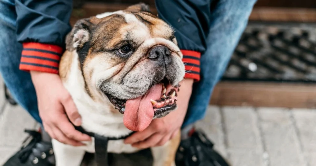 Understanding Dry Noses in French Bulldogs Causes and Solutions