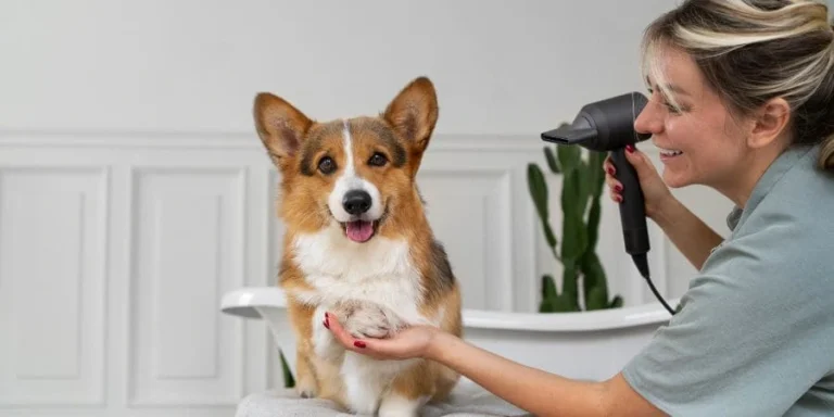 How to Care for Your Pied Frenchies Effectively